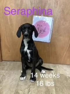 Seraphina