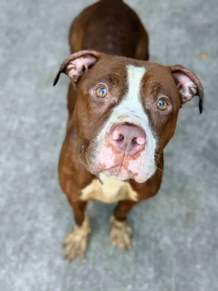 An adult medium-sized female Red / Chestnut / Orange Pit Bull Terrier dog named Ulissa for adoption in Chicago, IL