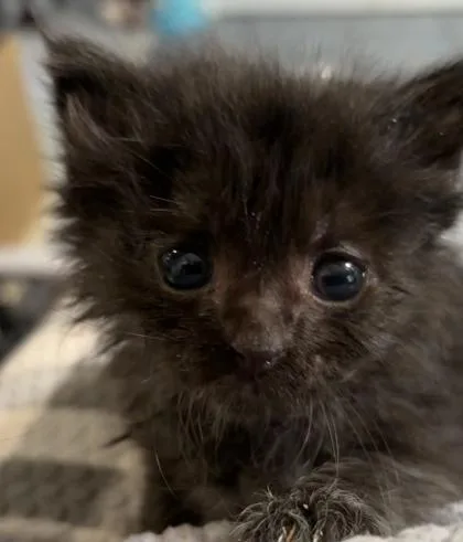 A baby small-sized male Domestic Short Hair cat named Hei Yin for adoption in Lawrenceville, GA