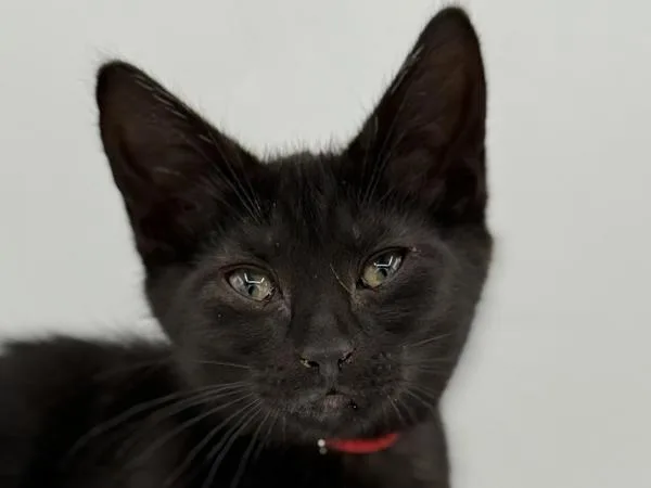 A baby small-sized female Domestic Short Hair cat named Rosetta for adoption in Portland, OR