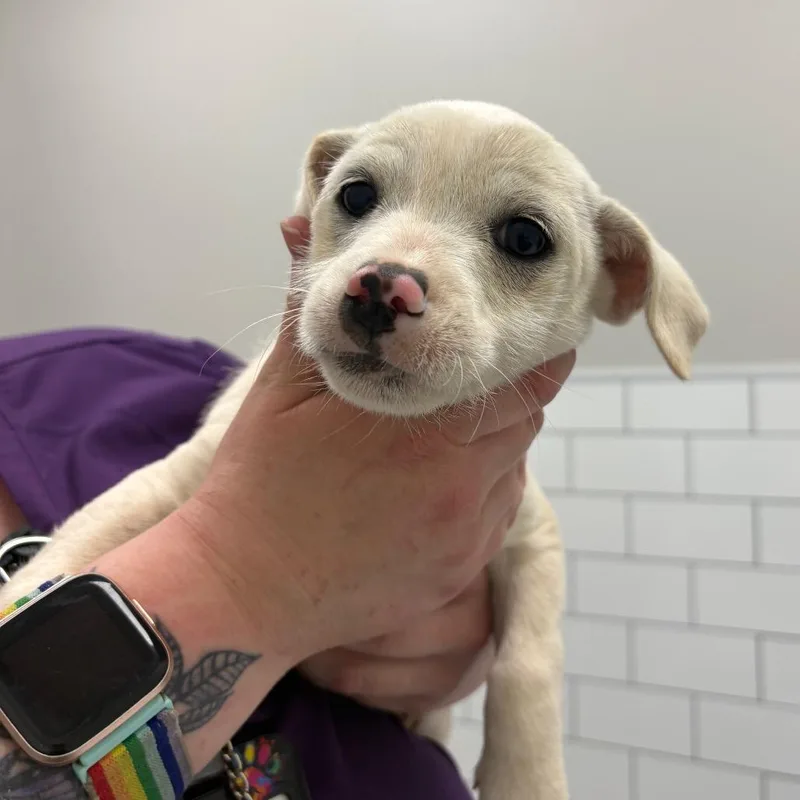 A baby small-sized female White / Cream Terrier dog named Pearl for adoption in Morganton, NC
