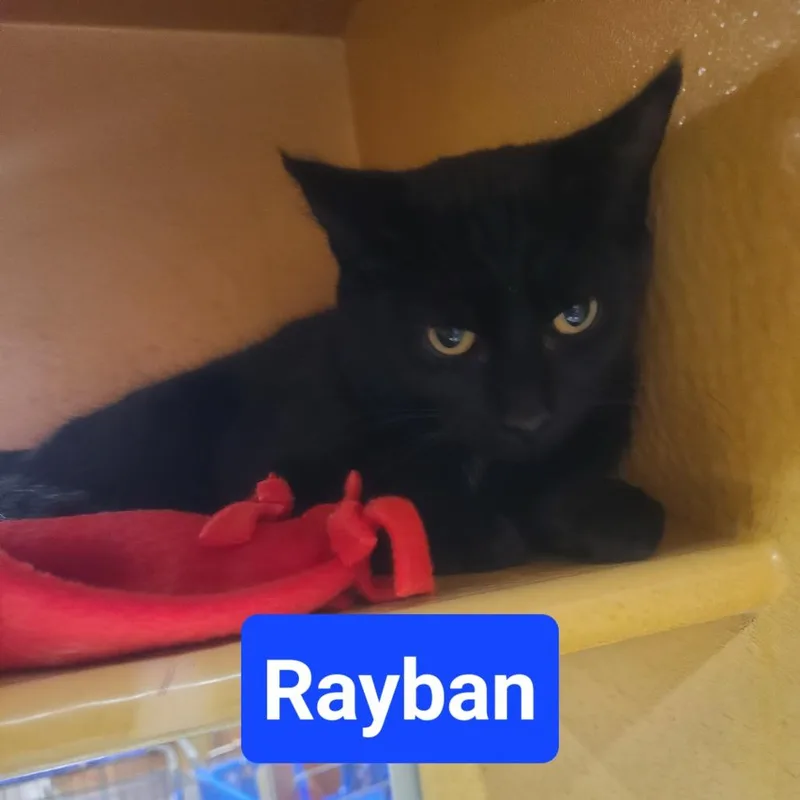 A young medium-sized male Black Domestic Short Hair cat named Rayban for adoption in Hamburg, NY