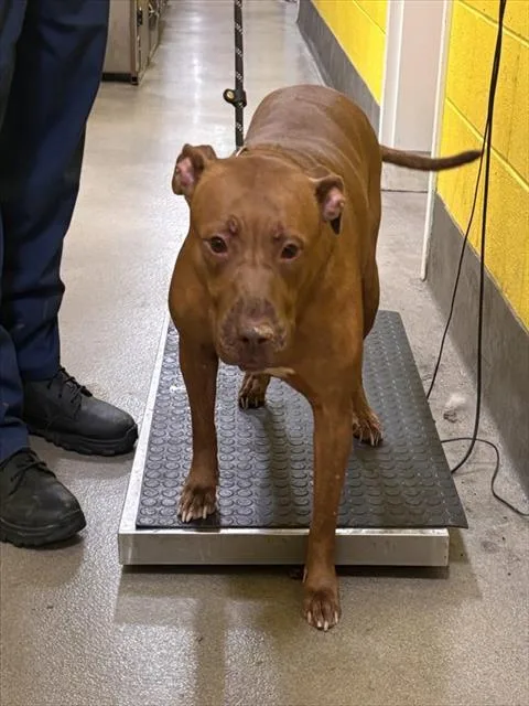 An adult large-sized female Pit Bull Terrier dog named Willow for adoption in Upper Marlboro, MD