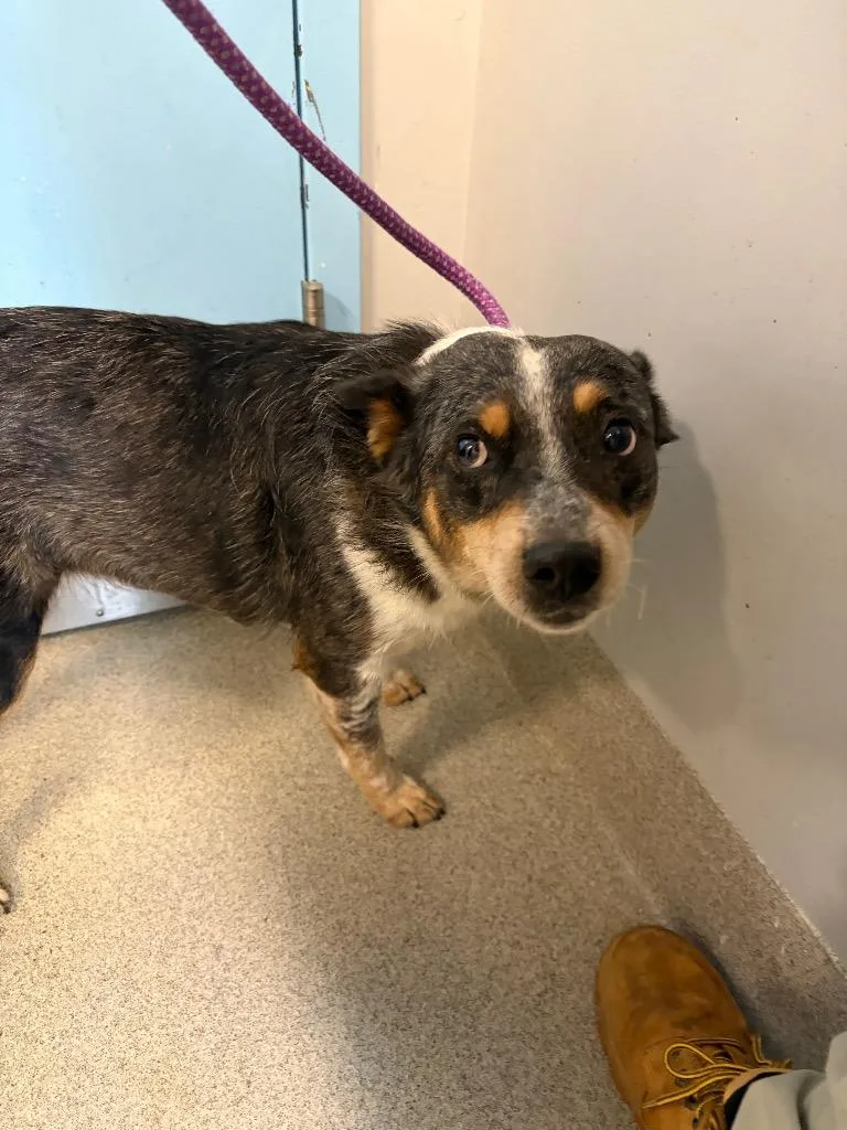 An adult medium-sized female Australian Cattle Dog / Blue Heeler dog named Bella for adoption in Bloomington, IN