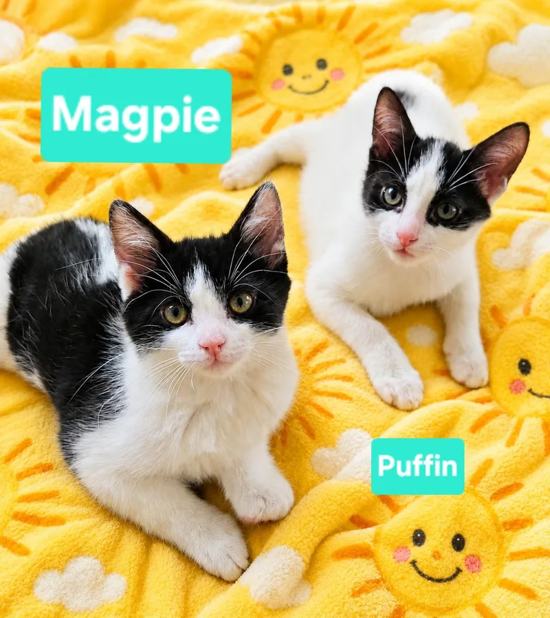 A baby small-sized female Black & White / Tuxedo Tuxedo cat named Magpie for adoption in Brighton, MI