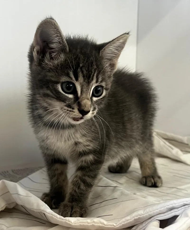 A baby small-sized female Domestic Short Hair cat named GBaby for adoption in Douglasville, GA