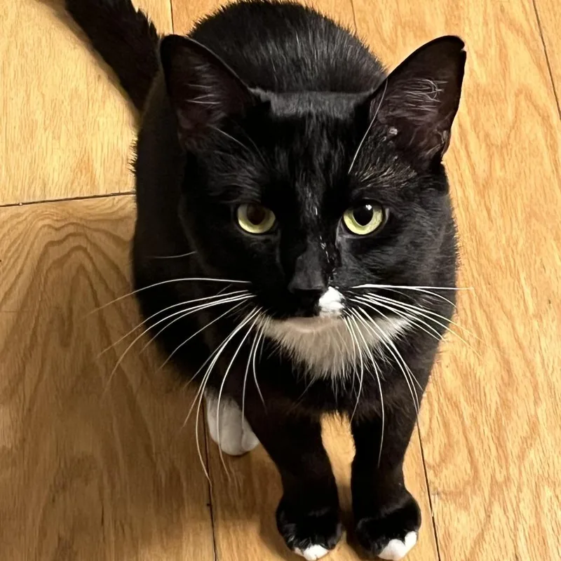 An adult medium-sized male Black Domestic Short Hair cat named Smitten for adoption in Chicago, IL