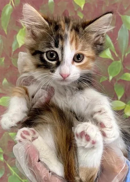 A baby small-sized female Domestic Short Hair cat named Kernel for adoption in San Antonio, TX