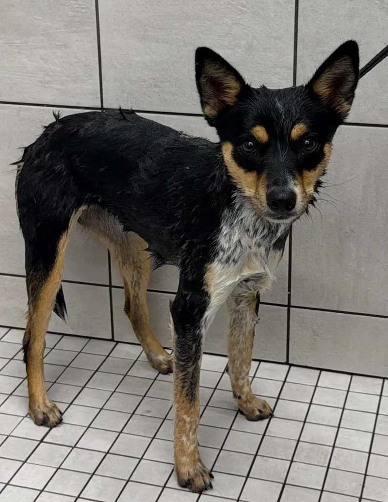A baby small-sized female Rat Terrier dog named Hillary for adoption in Angier , NC