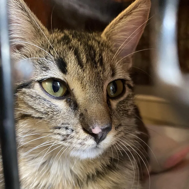 A young small-sized female Brown / Chocolate Domestic Short Hair cat named Cheetah for adoption in Stephenville, TX