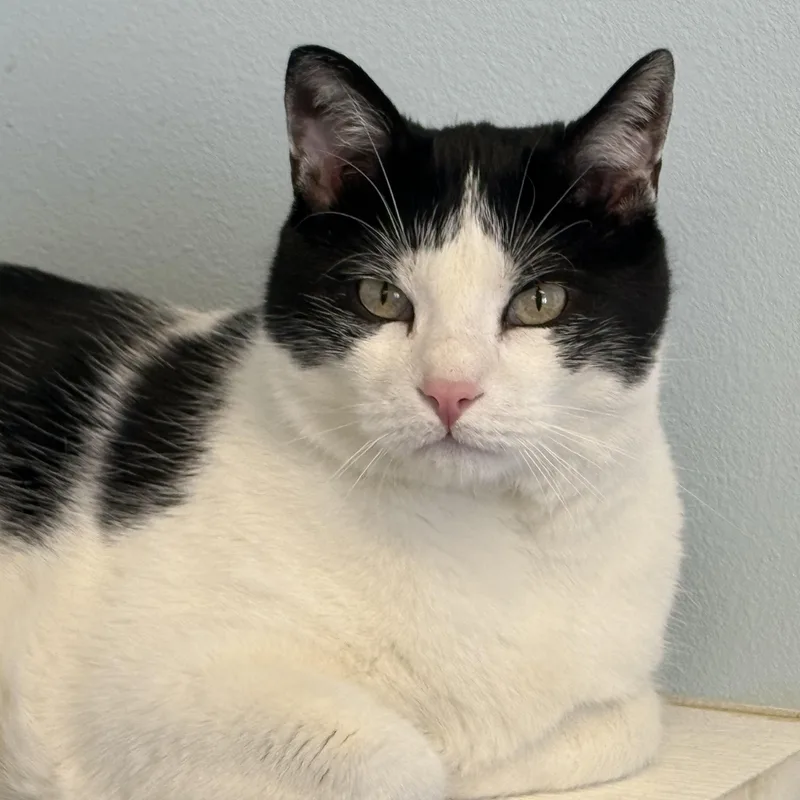 An adult medium-sized male Domestic Short Hair cat named Boxer for adoption in Pierre, SD