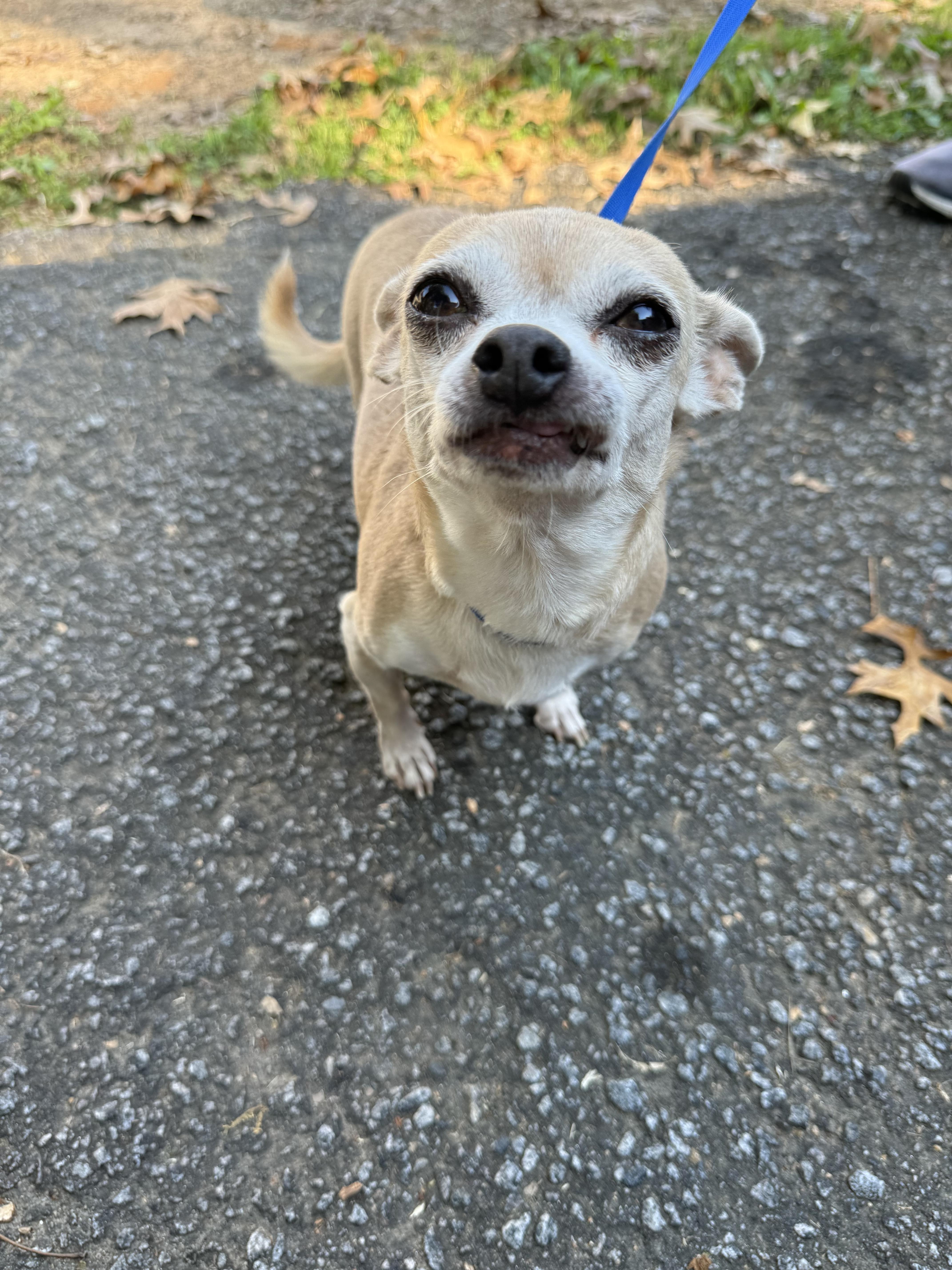 A senior small-sized female Yellow / Tan / Blond / Fawn Chihuahua dog named Luna for adoption in Austell, GA