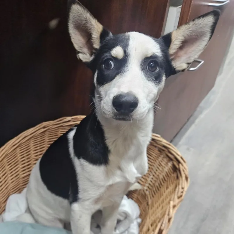 Harley