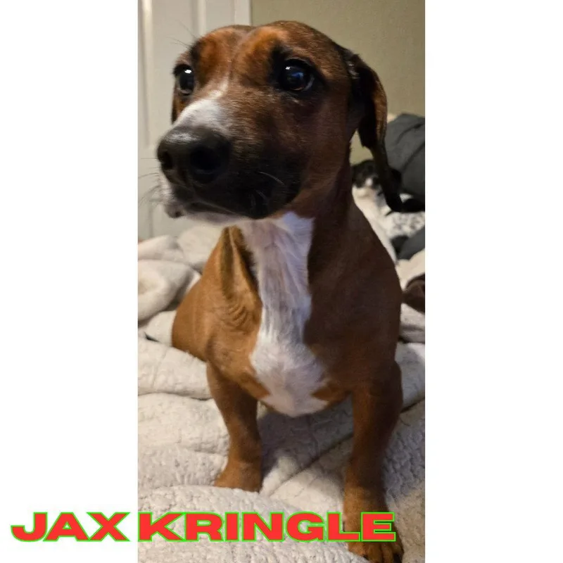 Jax Kringle thumbnail 2