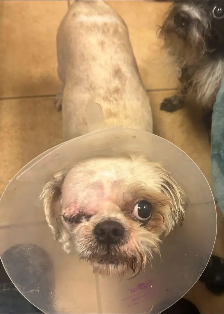 A young small-sized male Yellow / Tan / Blond / Fawn Shih Tzu dog named Gremlin for adoption in Oak Ridge, NJ