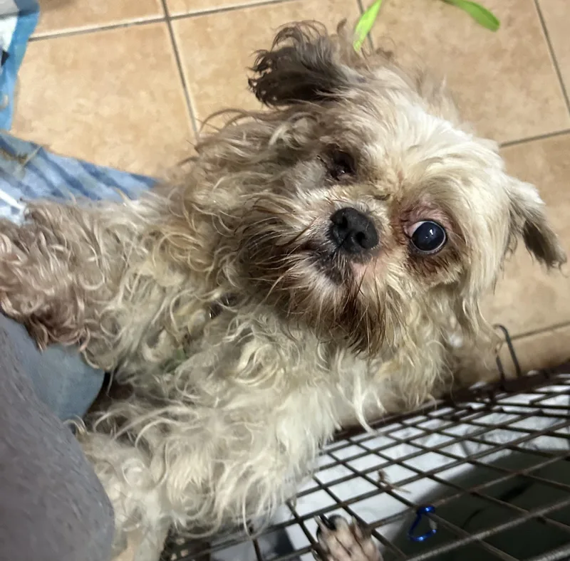 Gremlin thumbnail 3