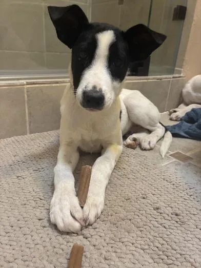 A baby medium-sized male Black Border Collie dog named Charlie for adoption in Liverpool, TX