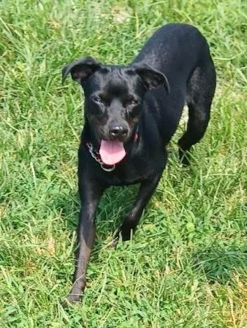 An adult small-sized female Pug dog named Diamond for adoption in Aurora, IL