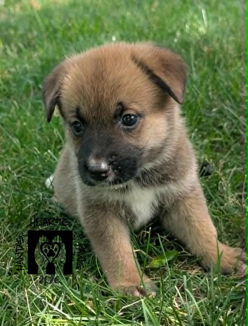 A baby medium-sized female Brown / Chocolate Shepherd dog named Chapin for adoption in Omaha, NE