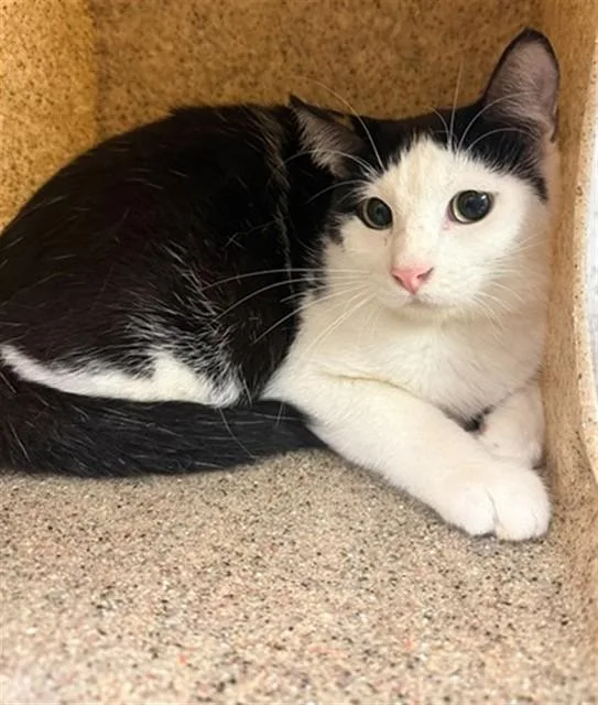 A young medium-sized female Domestic Short Hair cat named Theodora for adoption in Riverside, CA