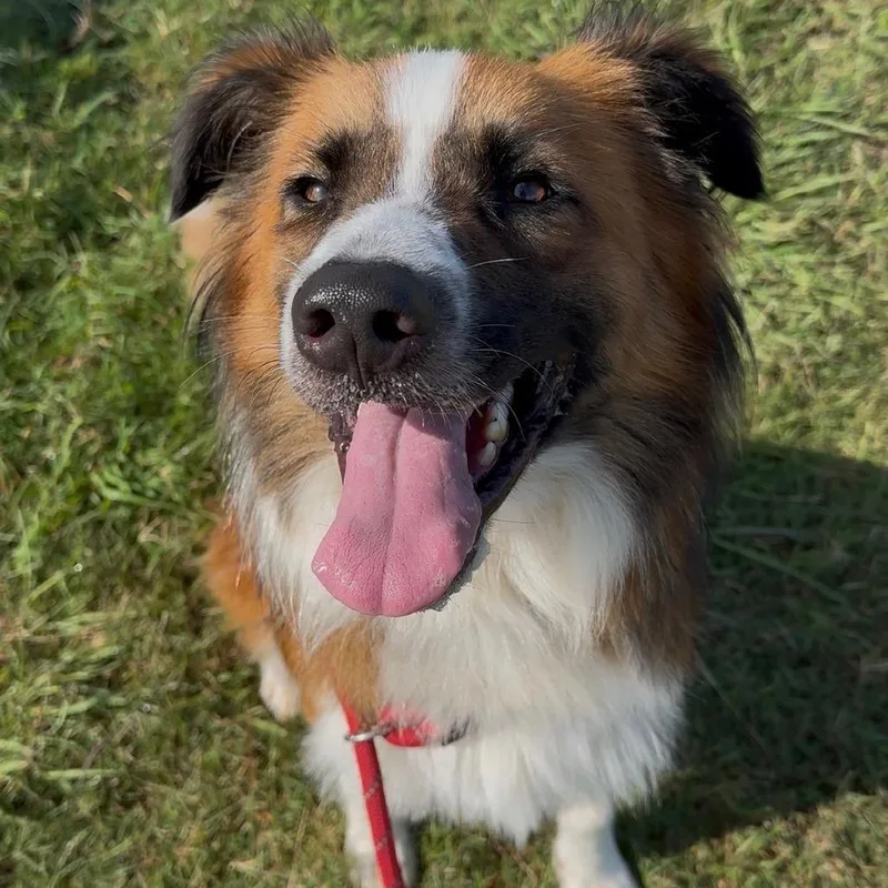 An adult medium-sized male Brown / Chocolate Mixed Breed dog named Rees for adoption in Dickinson, TX
