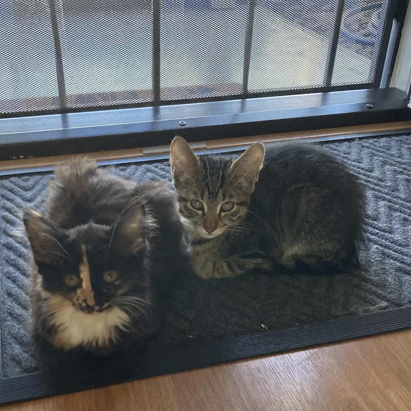 A baby large-sized female Calico Domestic Long Hair cat named Scarlett for adoption in Santa Ana, CA