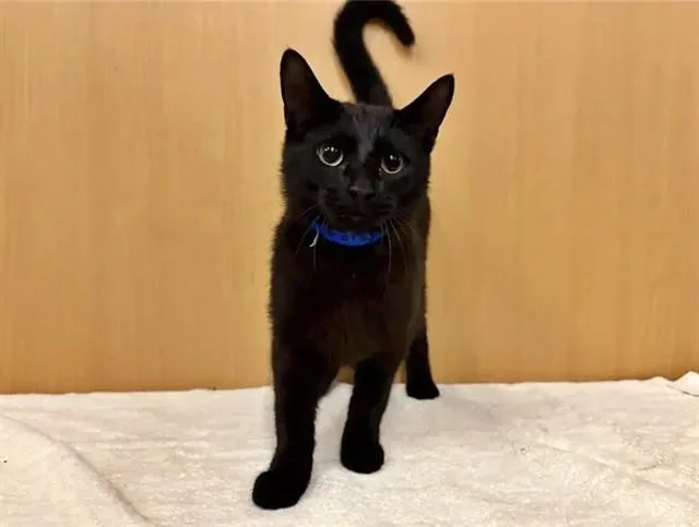 A young small-sized male Domestic Short Hair cat named Forky for adoption in Saint Louis, MO