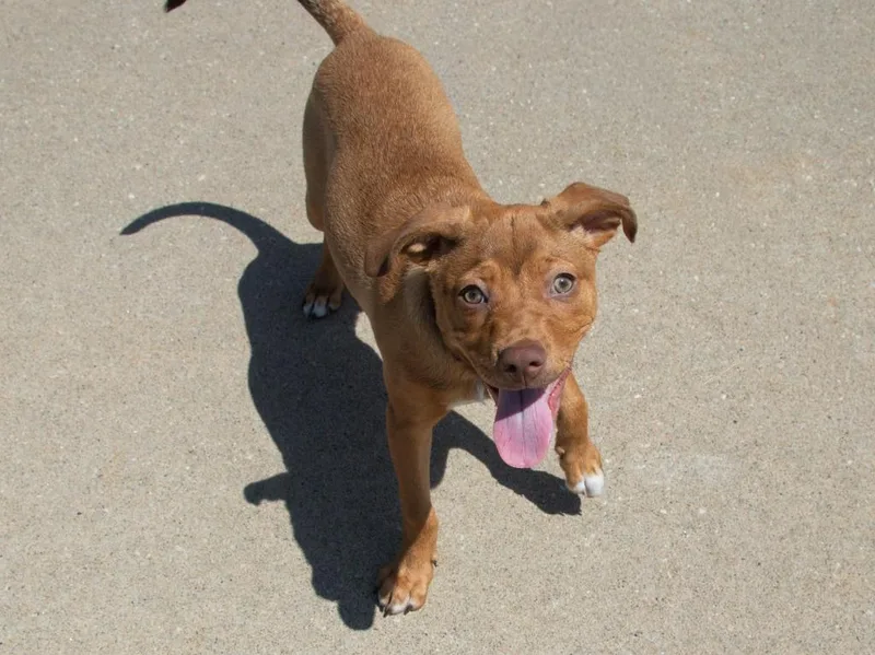 A baby medium-sized female Pit Bull Terrier dog named Georgie for adoption in Lansing, KS