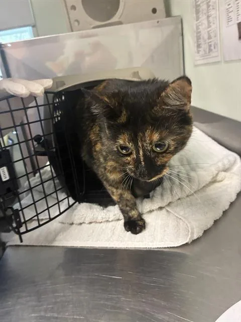 A young medium-sized female Domestic Short Hair cat named Liliki for adoption in Santa Cruz, CA