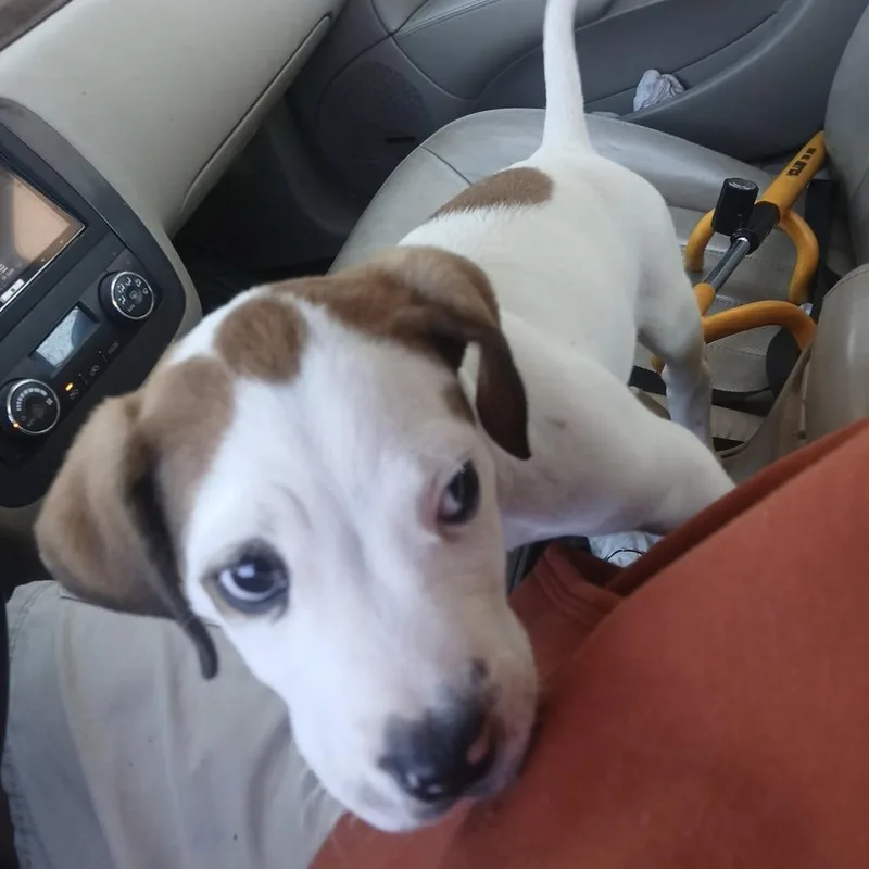 A baby small-sized male Terrier dog named Archie for adoption in Durango, CO