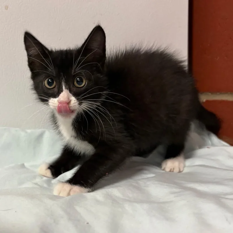 A baby small-sized female Black Domestic Short Hair cat named Lola for adoption in Cabot, AR