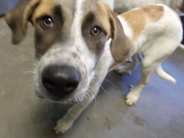 A young medium-sized male Mastiff dog named Bear for adoption in Tulsa, OK