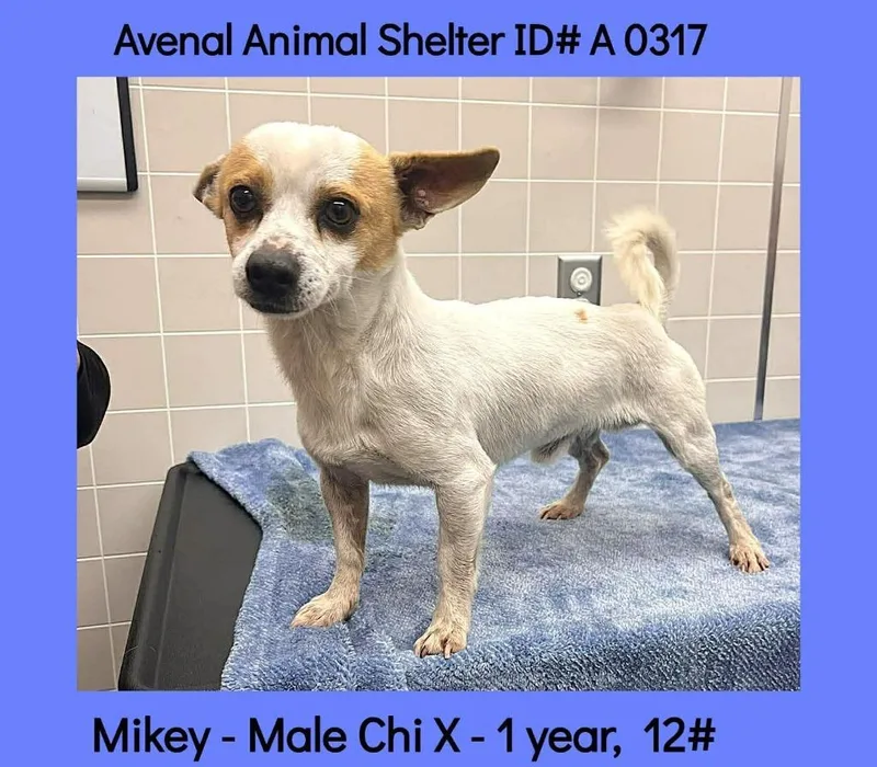 A young small-sized male Mixed Breed dog named Mikey for adoption in Thousand Oaks, CA