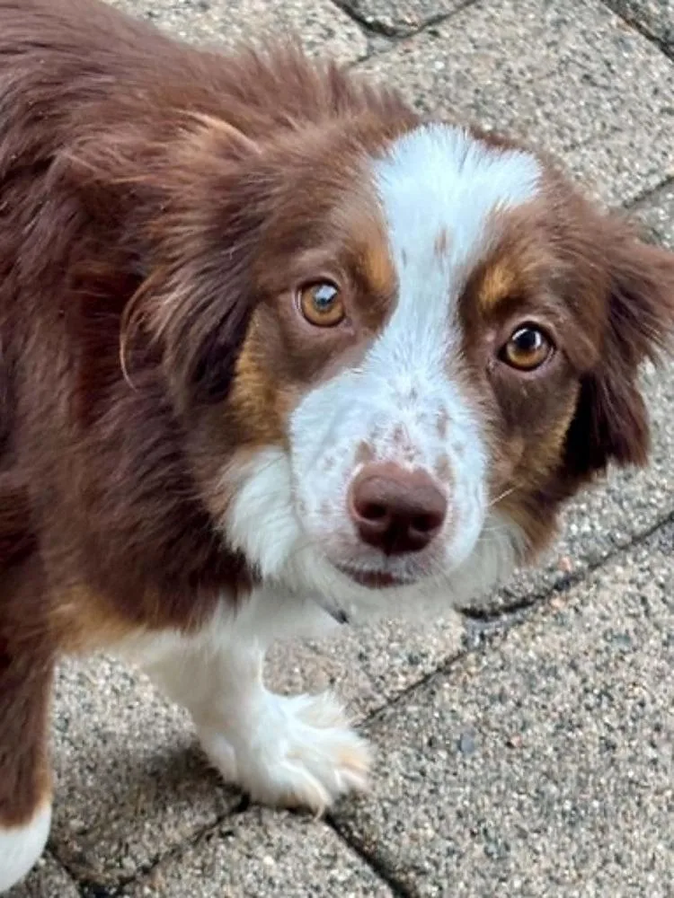 An adult small-sized female Tricolor (Brown, Black, & White) Australian Shepherd dog named Rio for adoption in Wolcott, CT