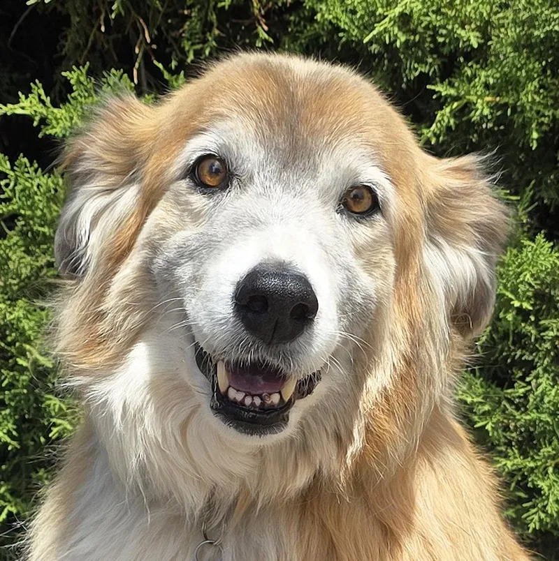 A young large-sized female Golden Rough Collie dog named Flawless Ms Farah Exquisite for adoption in Albuquerque, NM