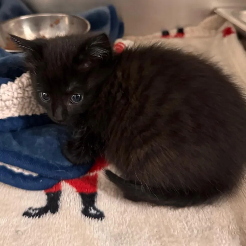 A baby small-sized female Black Domestic Short Hair cat named Rosemary for adoption in Gloucester, VA