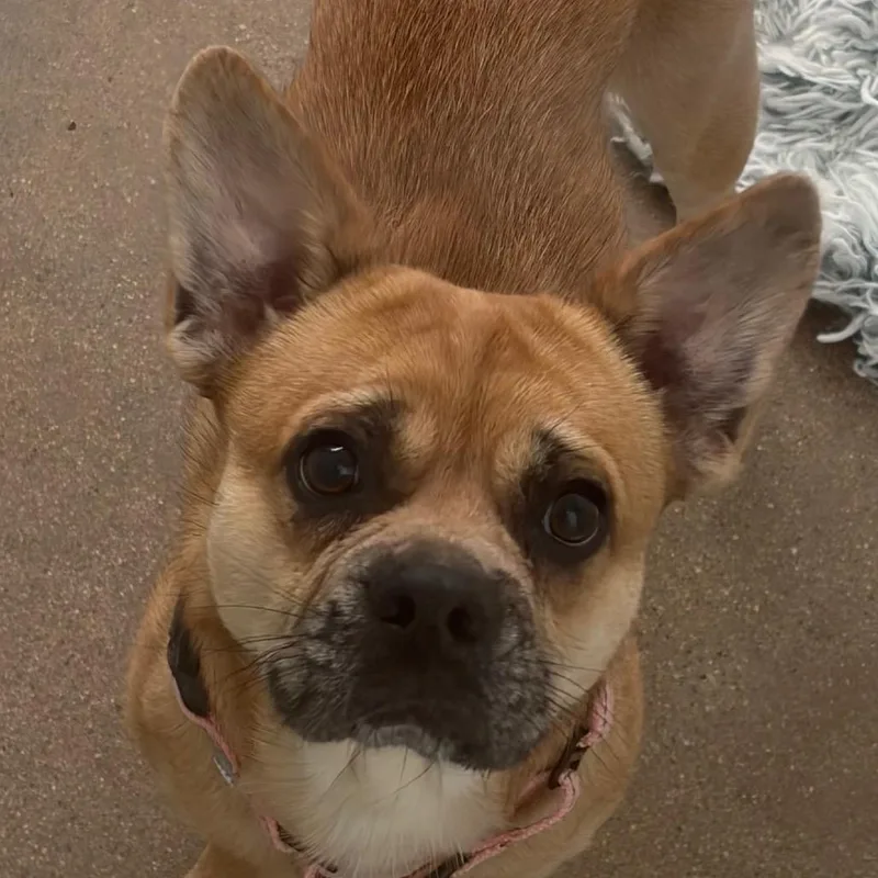 An adult medium-sized male Brown / Chocolate Mixed Breed dog named Brock for adoption in Middletown, RI