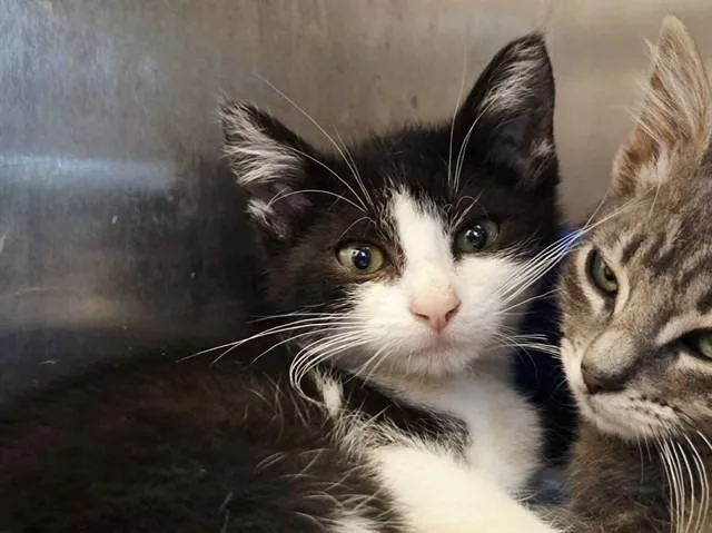 A baby small-sized male Domestic Short Hair cat named Bond for adoption in Martinez, CA