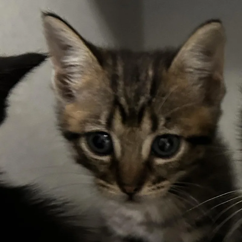 A baby small-sized female Black Domestic Short Hair cat named Blaire for adoption in Leander, TX