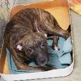 A young medium-sized male Pit Bull Terrier dog named Wally for adoption in Seymour, IN