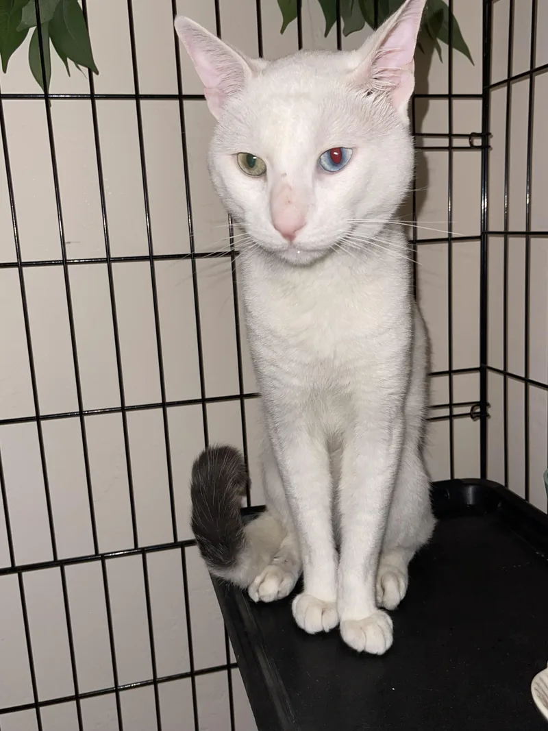 An adult large-sized male Domestic Short Hair cat named Snowball for adoption in South Pasadena, CA