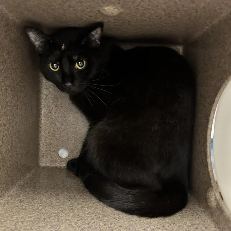 An adult medium-sized male Black Domestic Short Hair cat named Aang for adoption in Abilene, TX