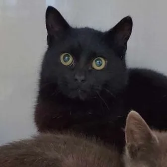 Harrison Furred thumbnail 2