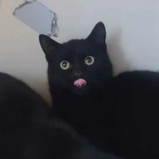 Harrison Furred thumbnail 3