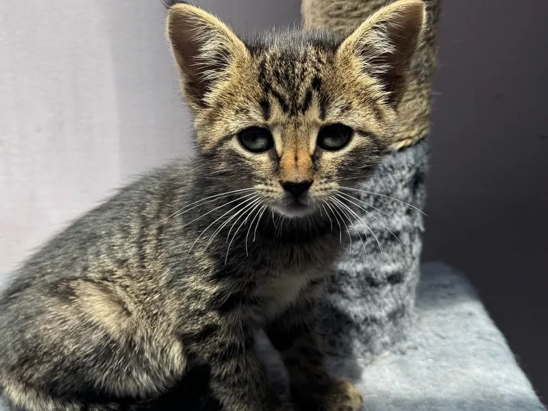 A baby small-sized male Domestic Short Hair cat named Leo for adoption in Hagaman, NY