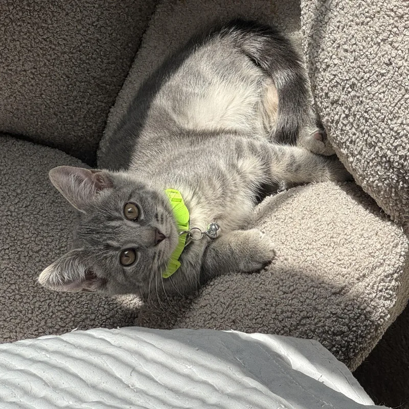 A young medium-sized female Tabby (Gray / Blue / Silver) Domestic Short Hair cat named Mandi & Bonk for adoption in Manchester, MD