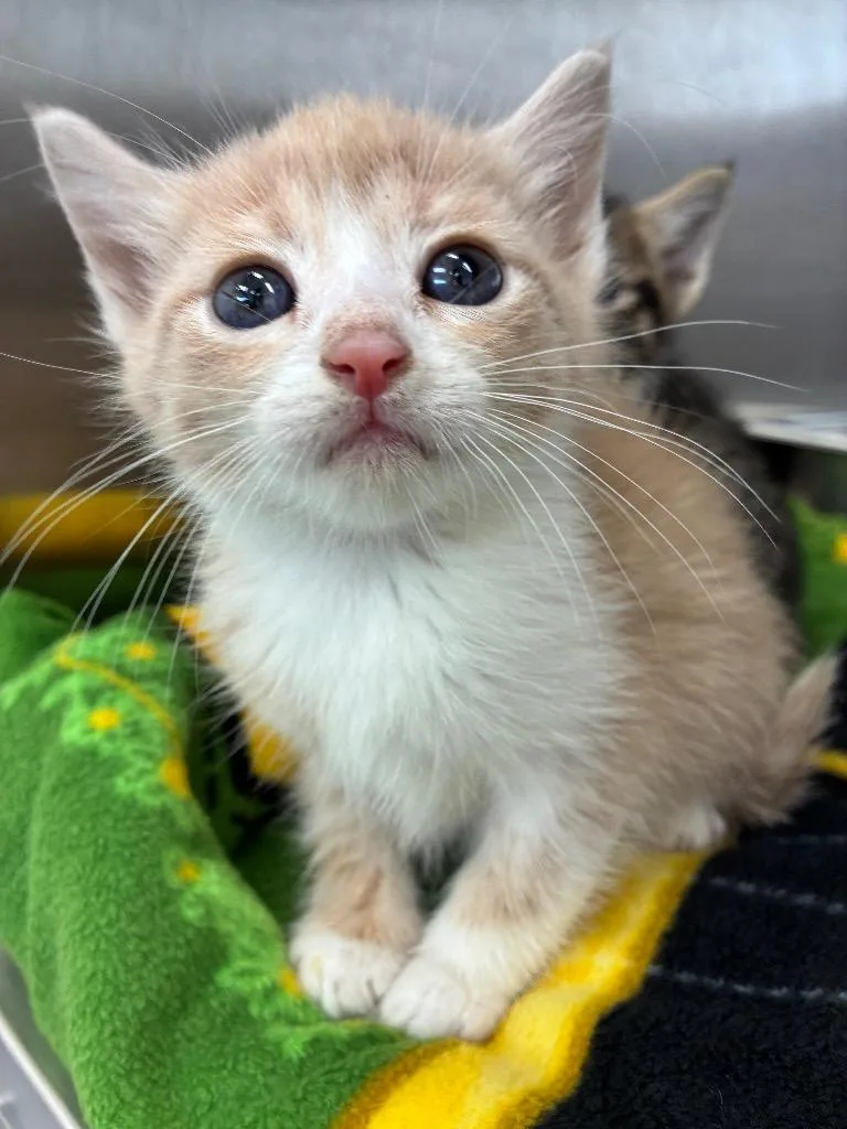 A baby small-sized female Domestic Short Hair cat named Sandy for adoption in Hartsville, SC