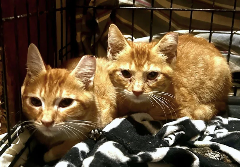 A baby small-sized male Orange / Red Domestic Short Hair cat named Ben and Brad C for adoption in Saunderstown, RI