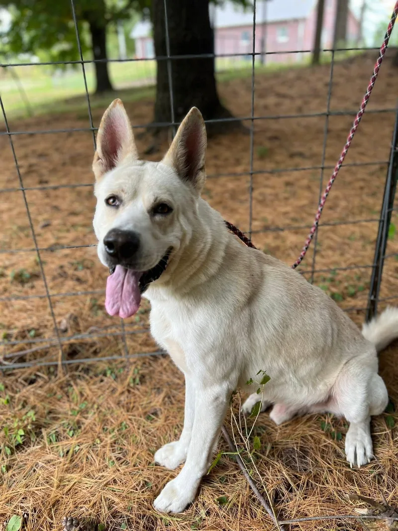 An adult large-sized male German Shepherd Dog dog named Rufus for adoption in Terre Haute, IN