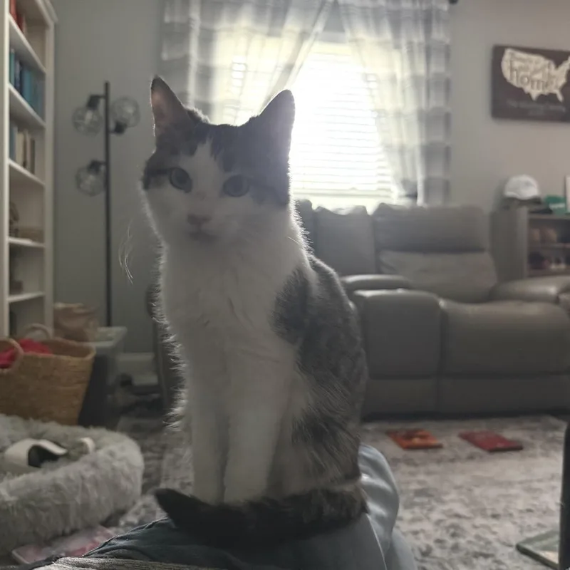 A baby small-sized male Brown / Chocolate Domestic Medium Hair cat named Shaggy for adoption in Boerne, TX